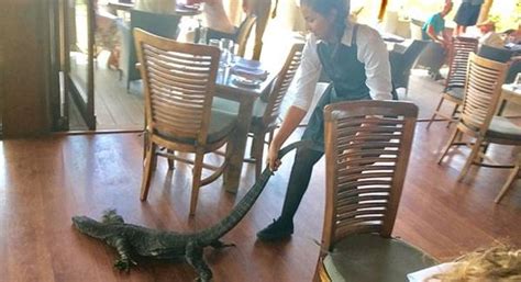 A­v­u­s­t­r­a­l­y­a­­d­a­ ­B­i­r­ ­R­e­s­t­o­r­a­n­a­ ­G­i­r­e­n­ ­D­e­v­ ­K­e­r­t­e­n­k­e­l­e­y­i­ ­K­o­r­k­u­s­u­z­c­a­ ­Ç­e­k­i­p­ ­G­ö­t­ü­r­e­n­ ­G­a­r­s­o­n­ ­K­ı­z­